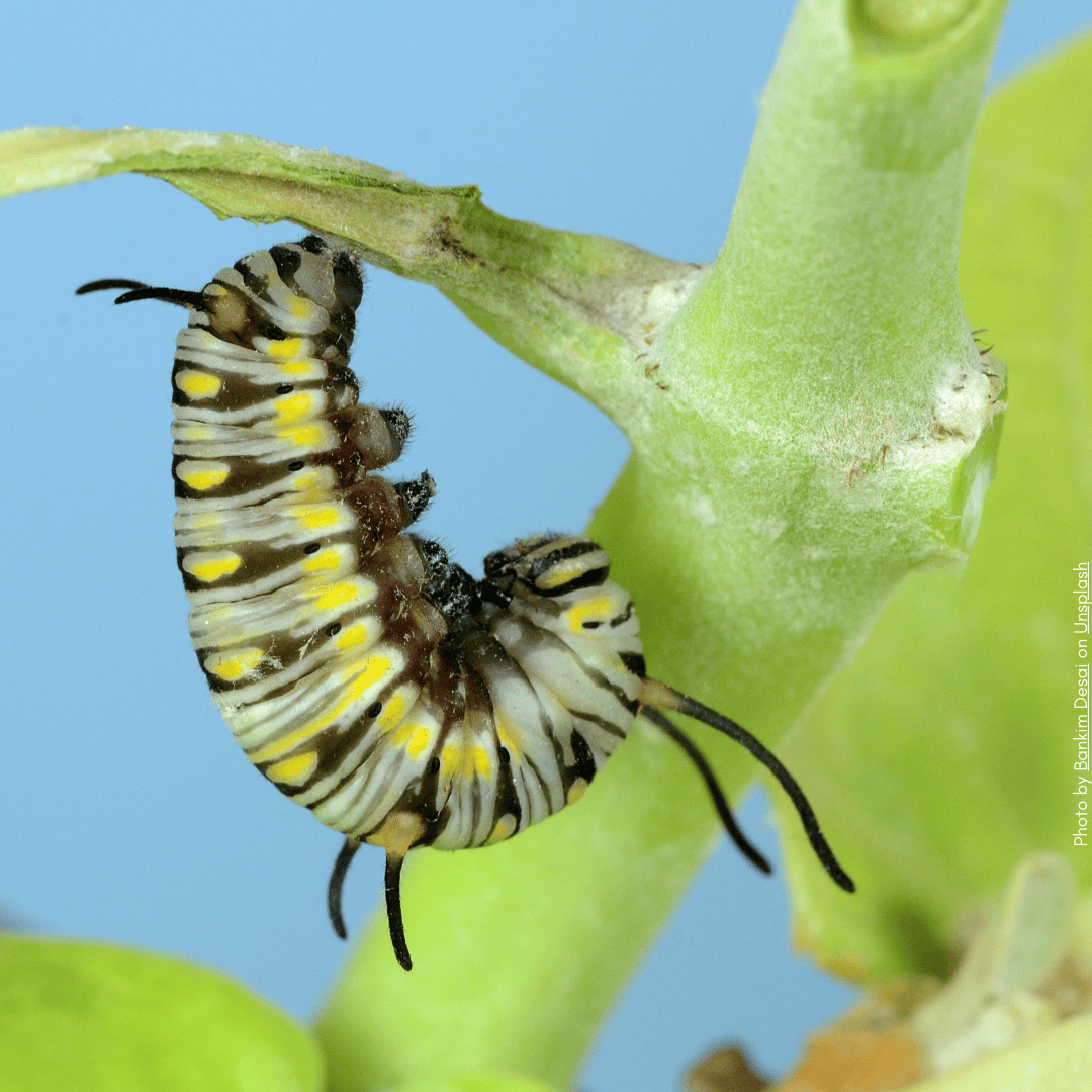 From Crysalis to Butterfly