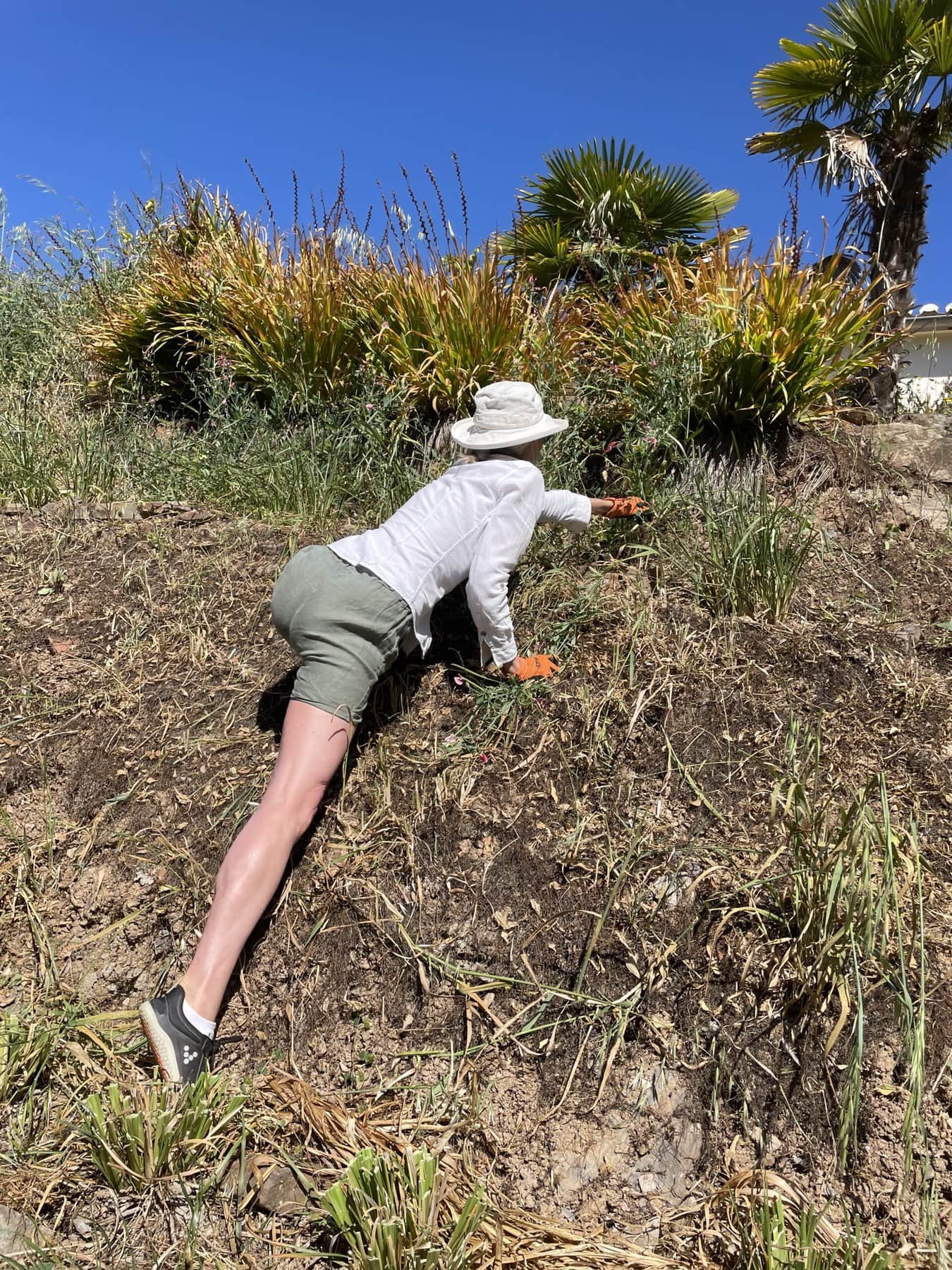 Clearing the garden!