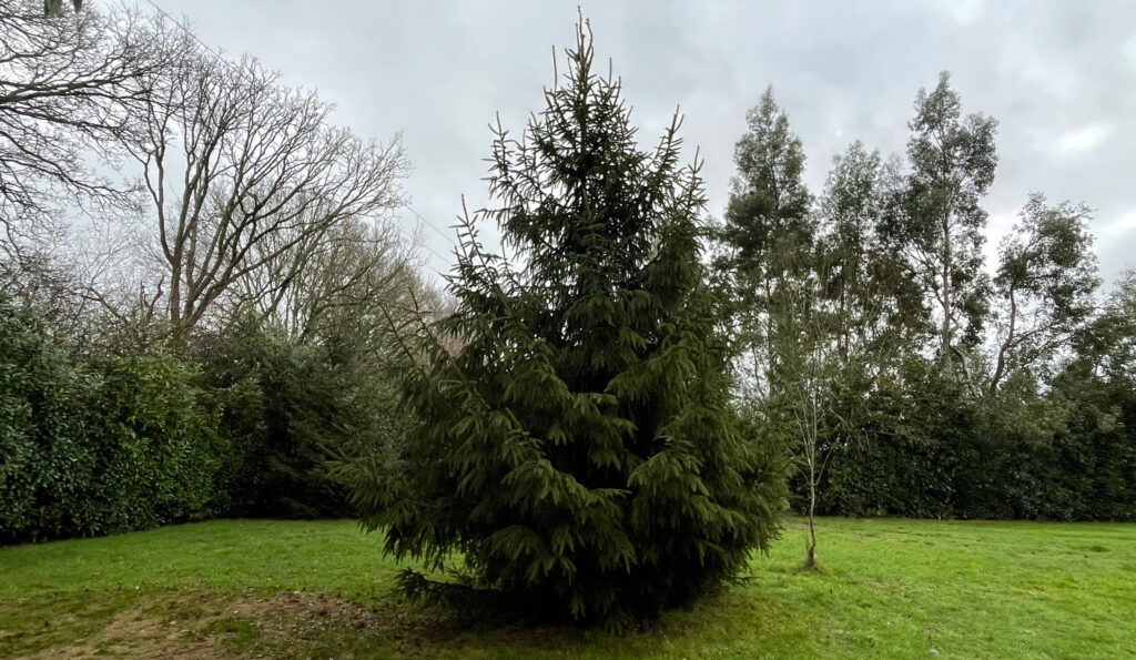 English Spruce (Christmas Tree) South Downs, West Sussex. Once cut, the trees are known to drop their needles - symbolic of the natural process of letting go.