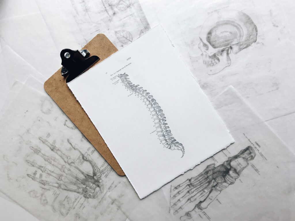Sketch of the spine from the Grey’s Anatomy medical book.