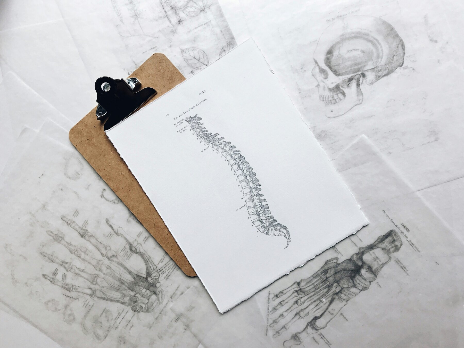 Sketch of the spine from the Grey’s Anatomy medical book.